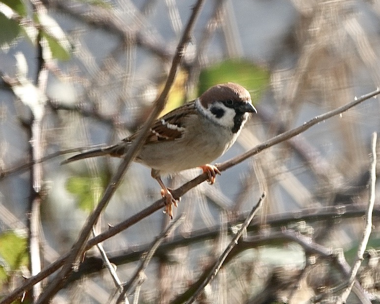 tree sparrow